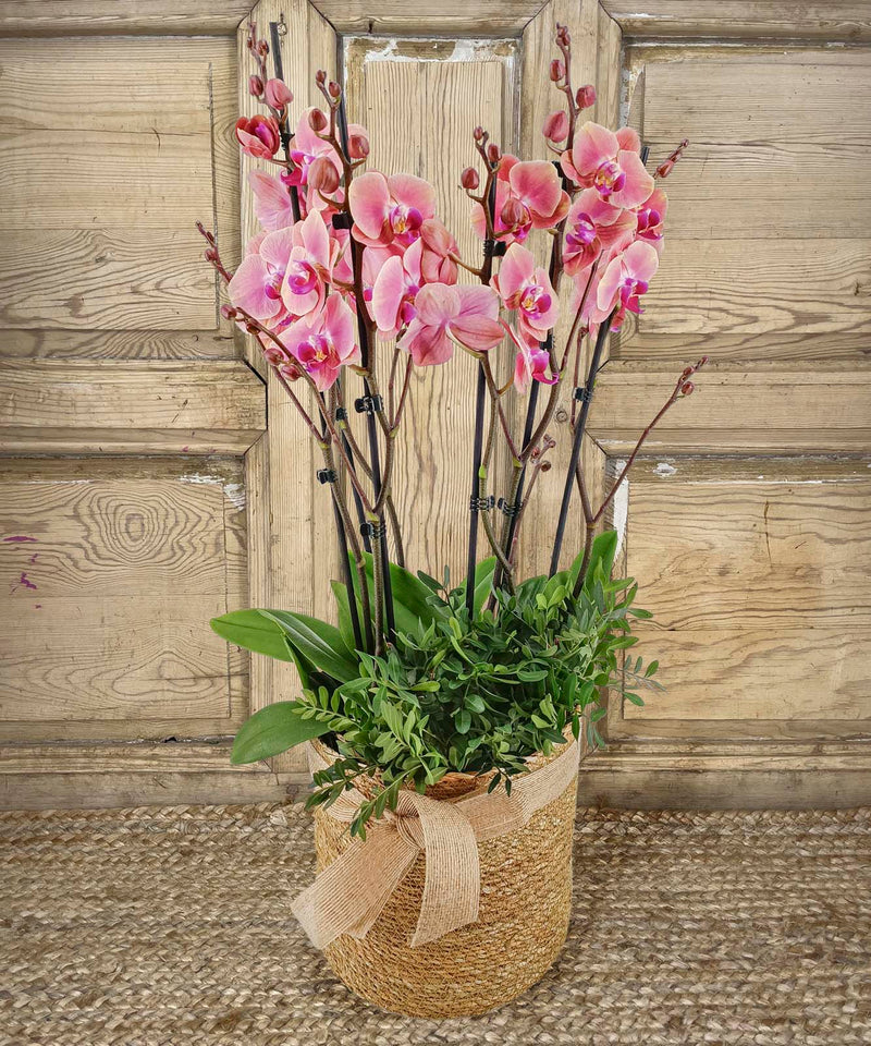 nueva pagina web con tienda on line de mar de flores — Mar de Flores
