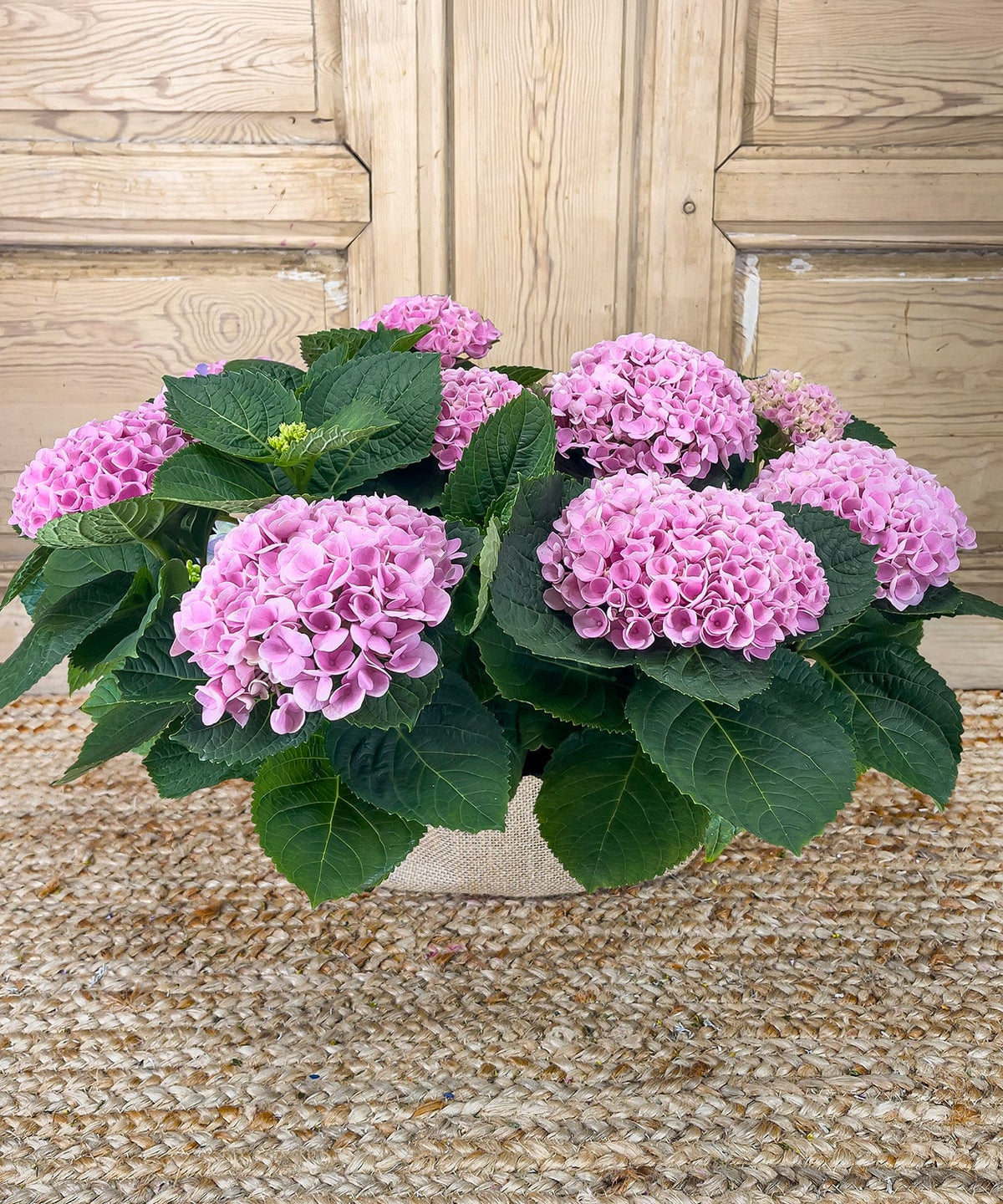del baul de la bisabuela — Mar de Flores
