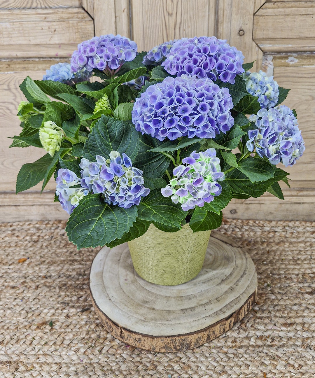 como enviar plantas a domicilio — Mar de Flores