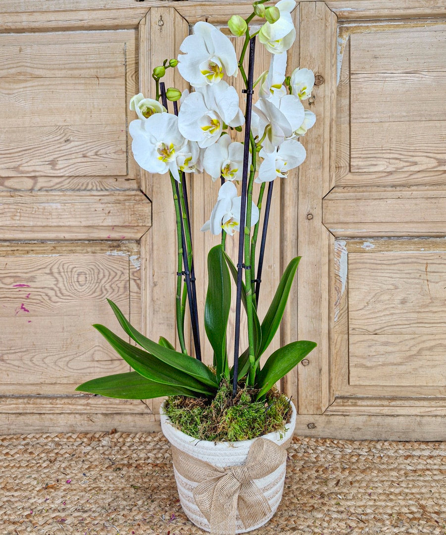 379 2 — Mar de Flores