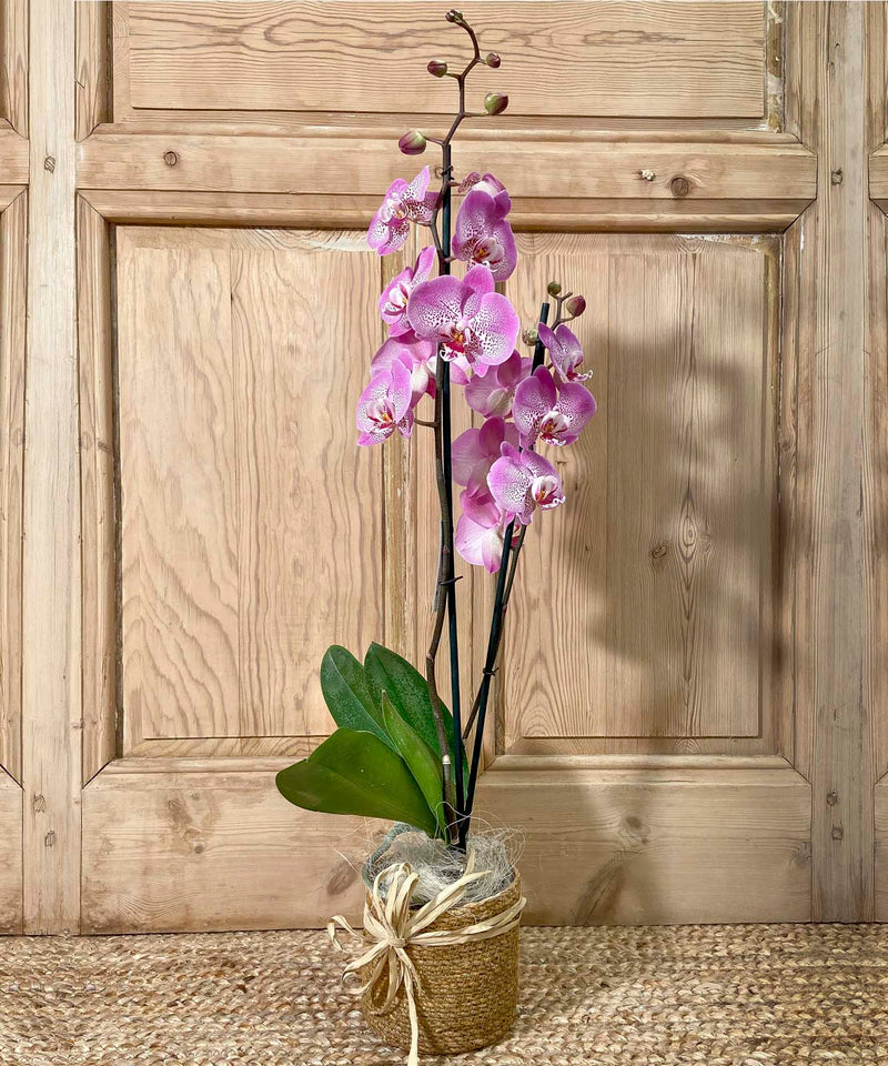 un patio con bolas de madera colgantes — Mar de Flores