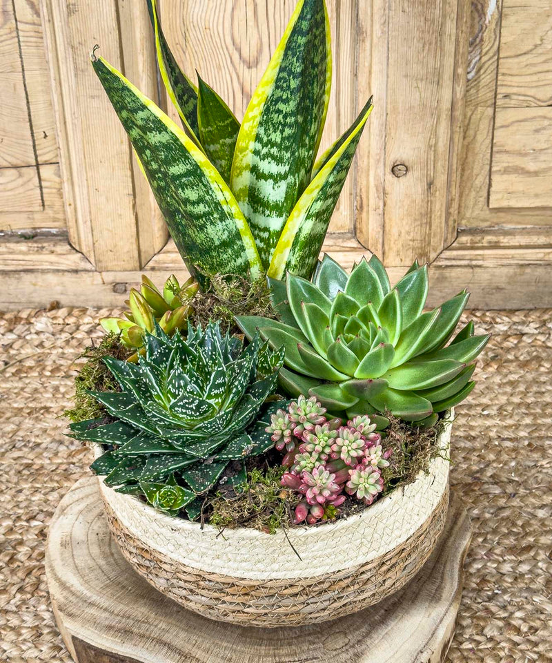 plantas de otono con flor — Mar de Flores