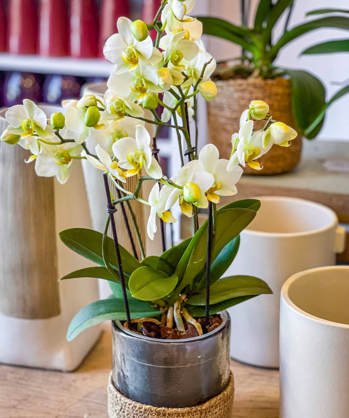 como limpiar flores preservadas — Mar de Flores