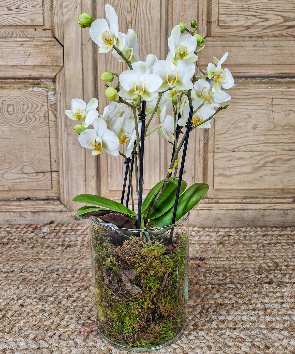 Dublín, Orquídea multifloral