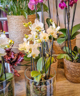 Dublín, Orquídea multifloral