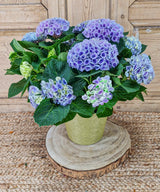 Alpes, Hortensias azules