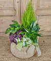 Gomera, plantas en cesta