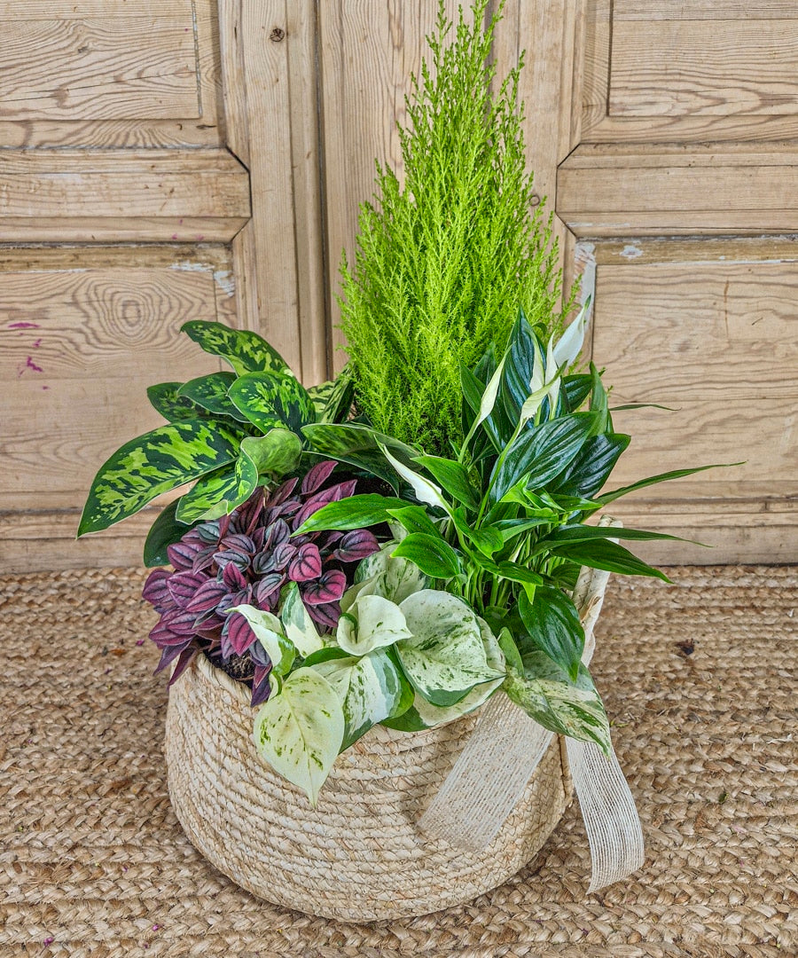 Gomera, plantas en cesta