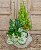 Gomera, plantas en cesta