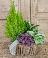 Montana, plantas en cesta