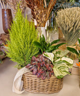 Montana, plantas en cesta