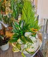 Gomera, plantas en cesta