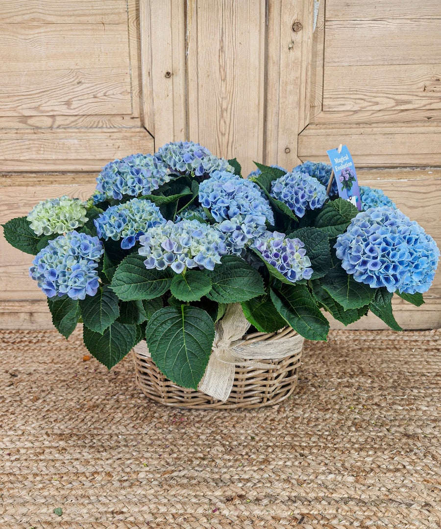 SANTANDER, Hortensias mágicas