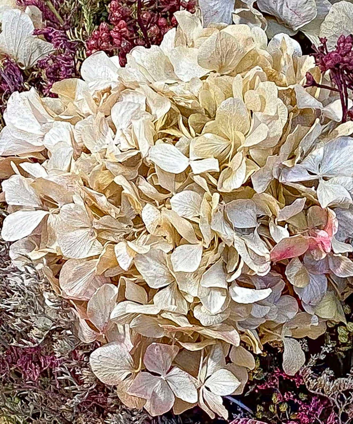 Riga, Ramo hortensias preservadas
